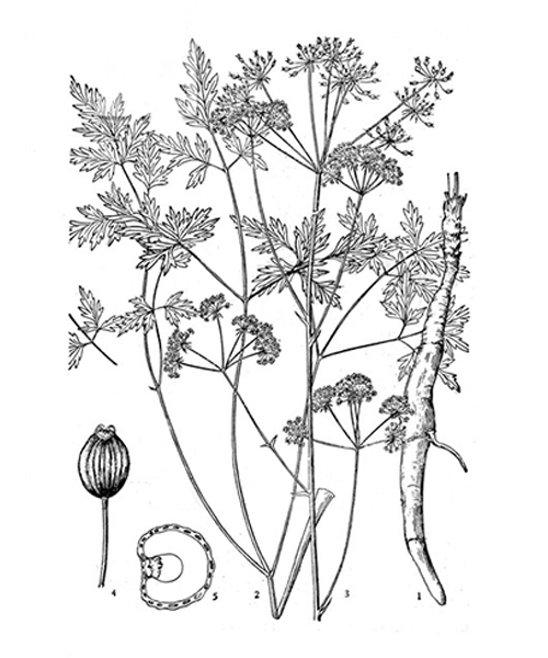 Natural compounds from  Changium smyrnioides